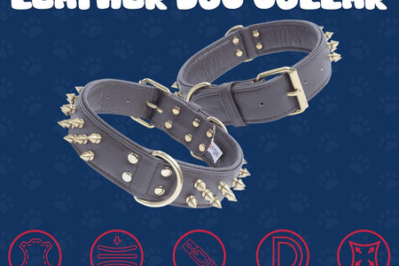Genuine Leather Spiked Dog Collar | Multi- Line Metal Spikes | Soft and Strong Padded Leather | Stainless Steel | 2 Dee Rings | Multiple Sizes | Amsterdam Spiked Collection by